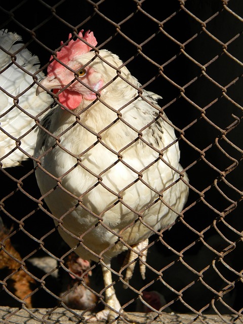 力和场上视 力和场上视